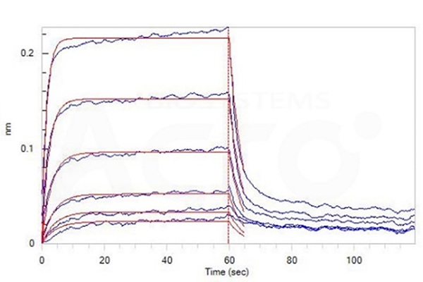 High Binding Affinity of BAFF to BCMA Verified by BLI