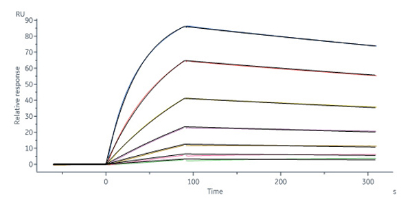 Binding affinity verified by SPR/BLI