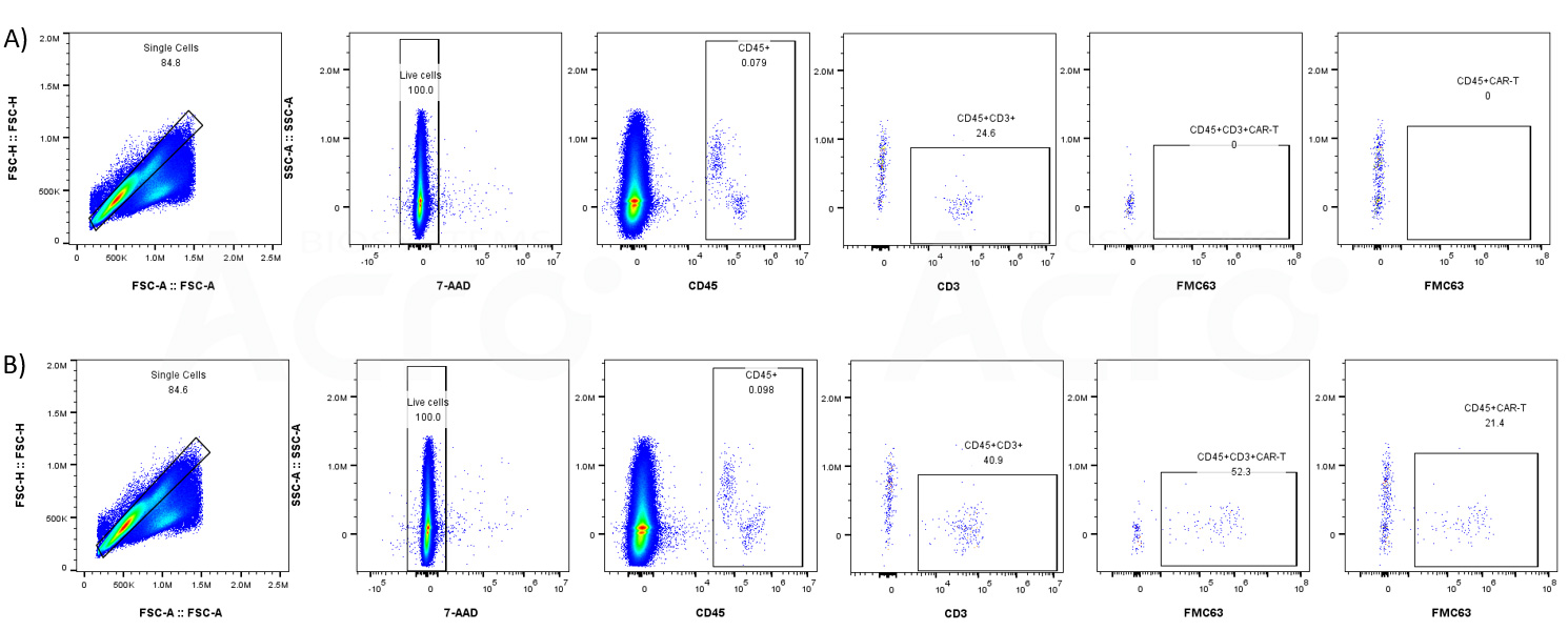 Highly Specific Binding to CAR-Positive Cells