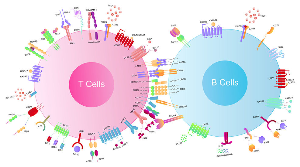T cell and B cell signaling pathways