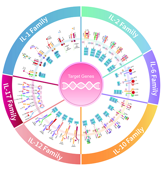 Interleukin family signaling pathways