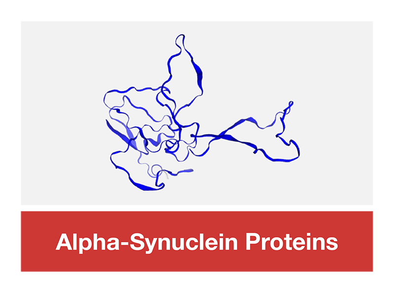 Alpha-Synuclein Proteins