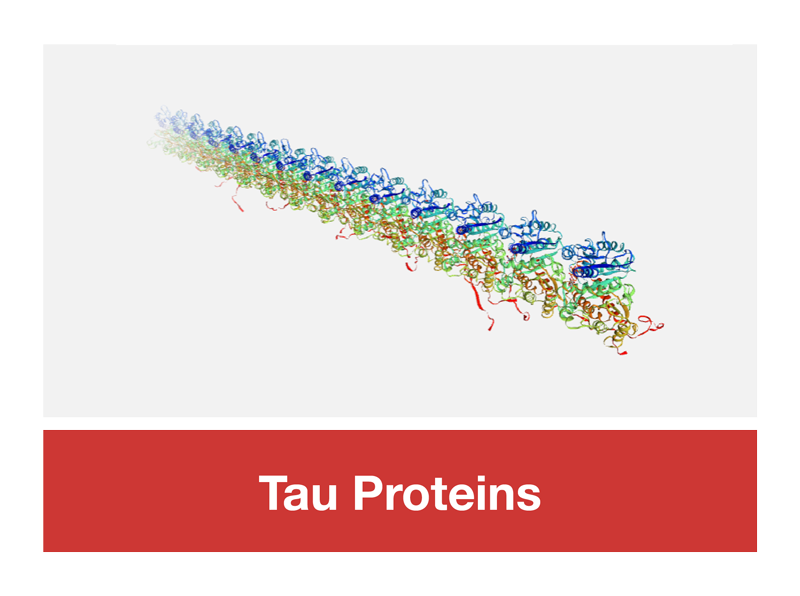 Tau Proteins