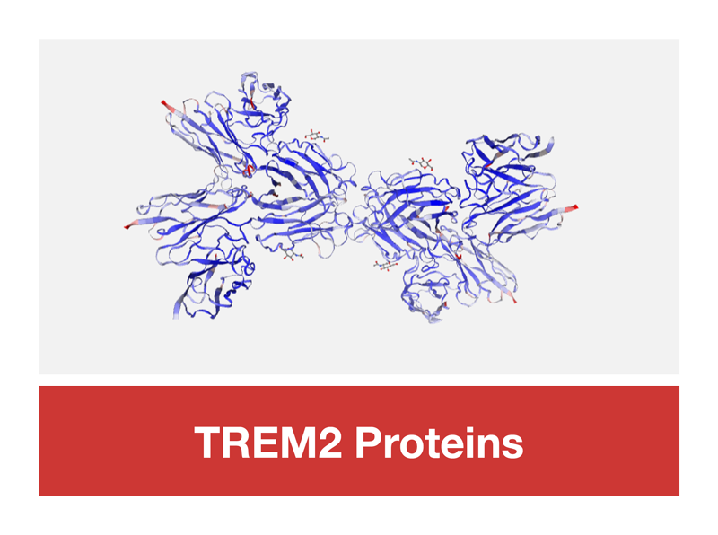TREM2 Proteins