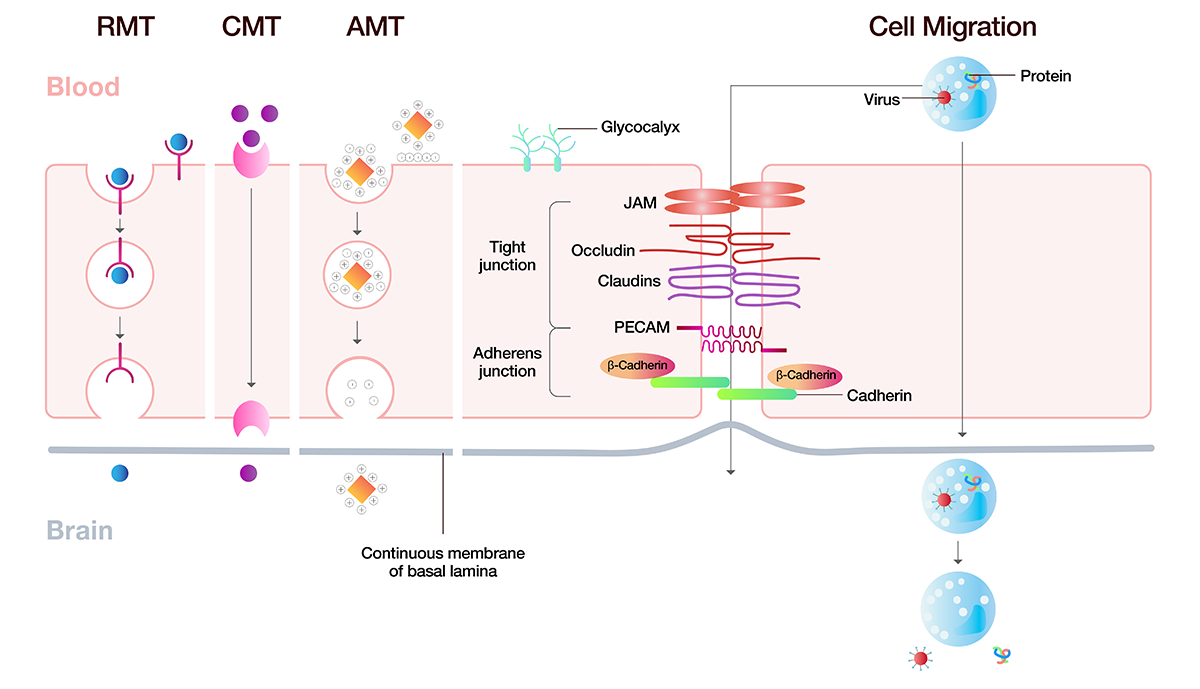 Biological transport mechanisms for crossing the BBB
