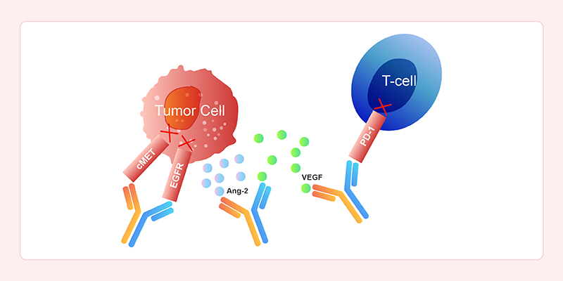 Mechanism of Action of BsAbs Targeting Dual Tumor Signaling Pathways