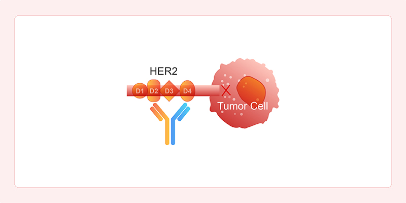Mechanism of Action of BsAbs Targeting Dual Epitopes on the Same Antigen