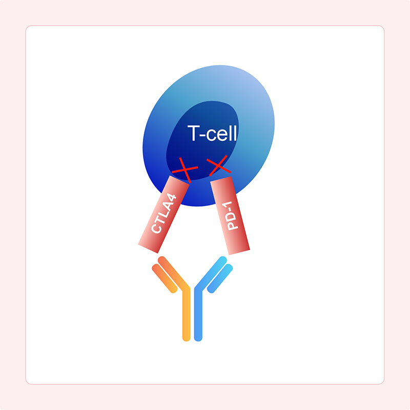 Mechanism of Action of Dual Immune Checkpoint-Inhibiting BsAbs