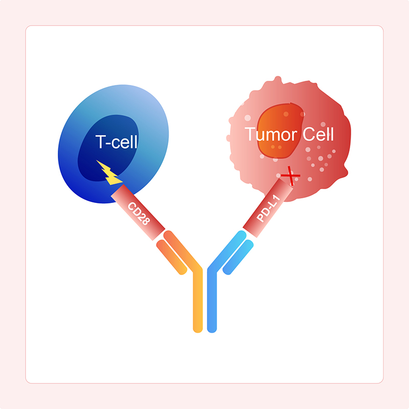Mechanism of Action of Immune Checkpoint Inhibition with Costimulatory BsAbs