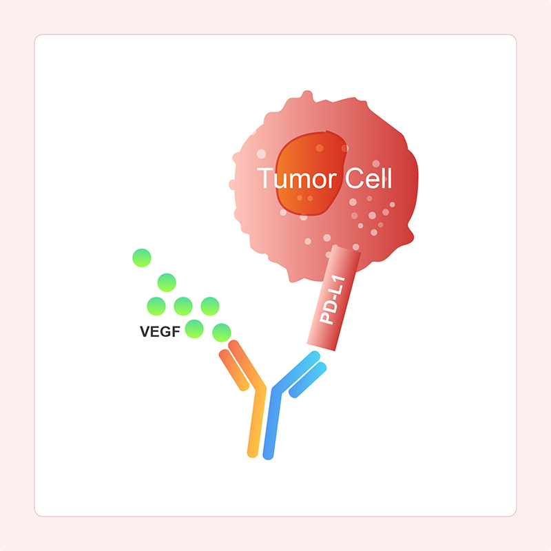 Mechanism of Action of Immune Checkpoint Inhibition with Signaling Pathway-Blocking BsAbs