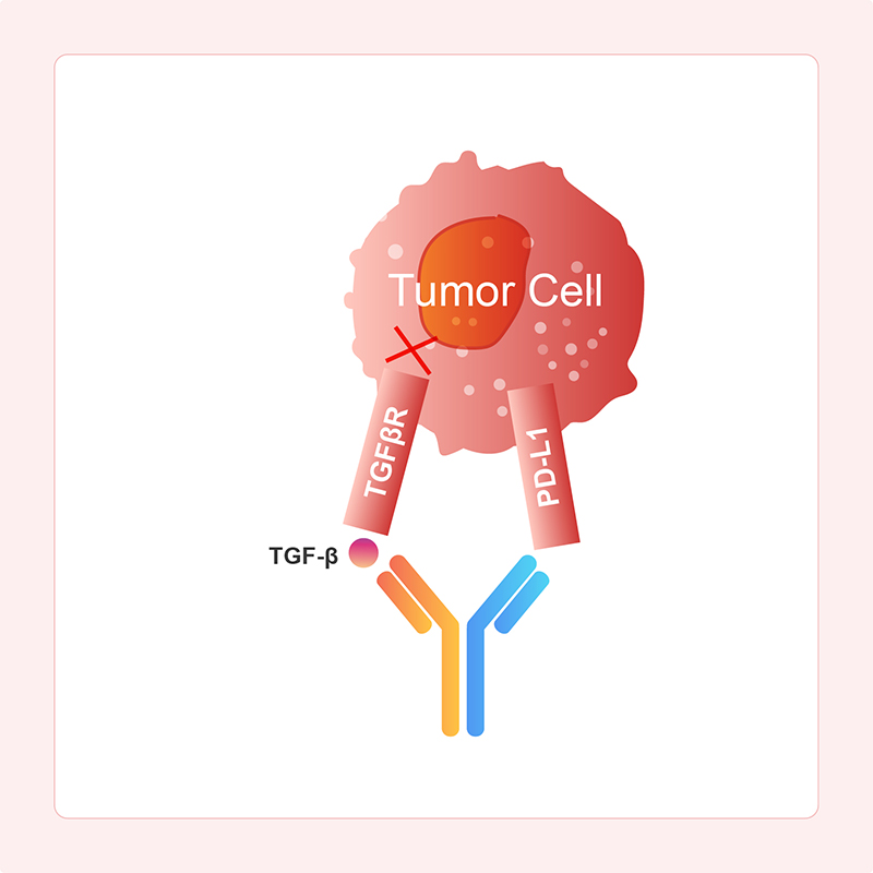Mechanism of Action of Immune Checkpoint Inhibition with Immunosuppressive Pathway-Modulating BsAbs