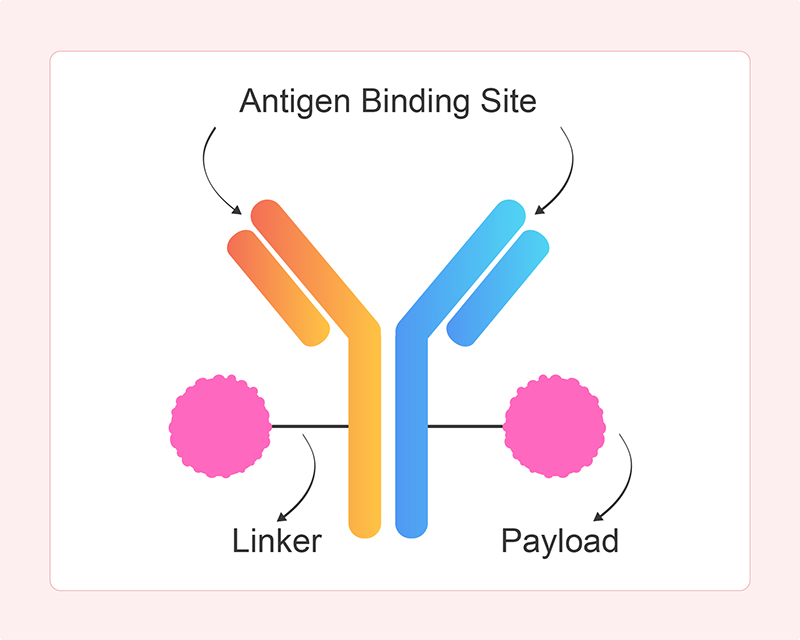 Mechanism of Action of Bispecific Antibody–Drug Conjugates (BsADCs)