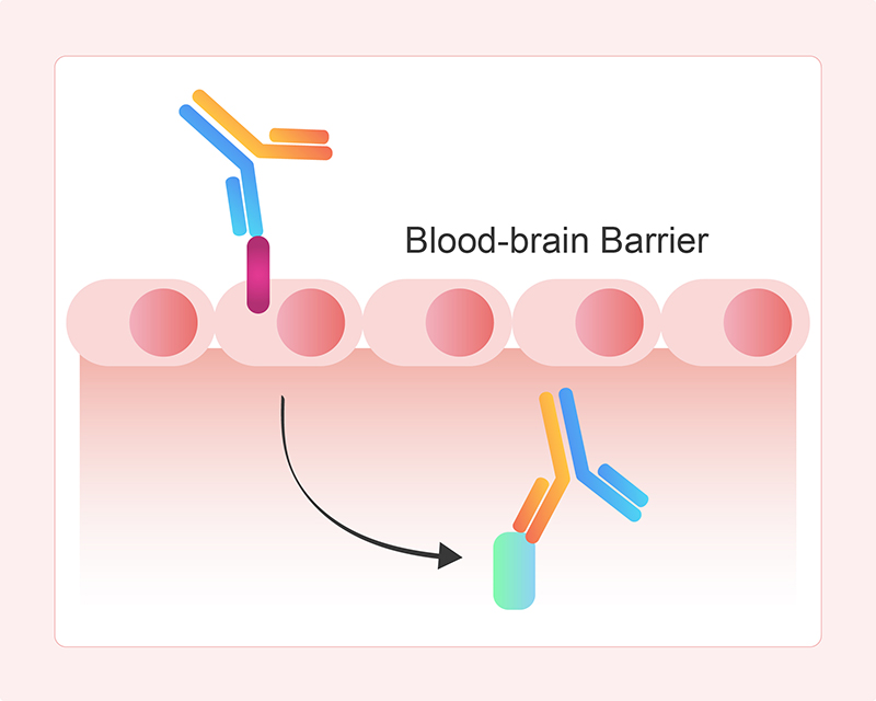 Mechanism of Action of Barrier-Crossing BsAbs
