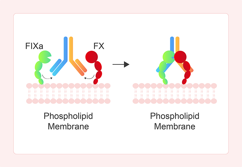 Mechanism of Action of Emicizumab