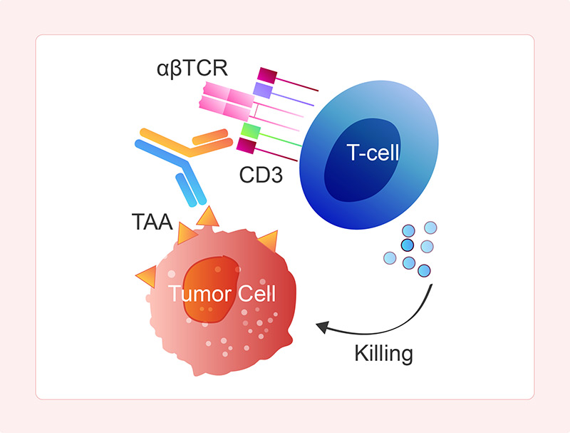 Mechanism of Action of T Cell Engagers (TCEs)