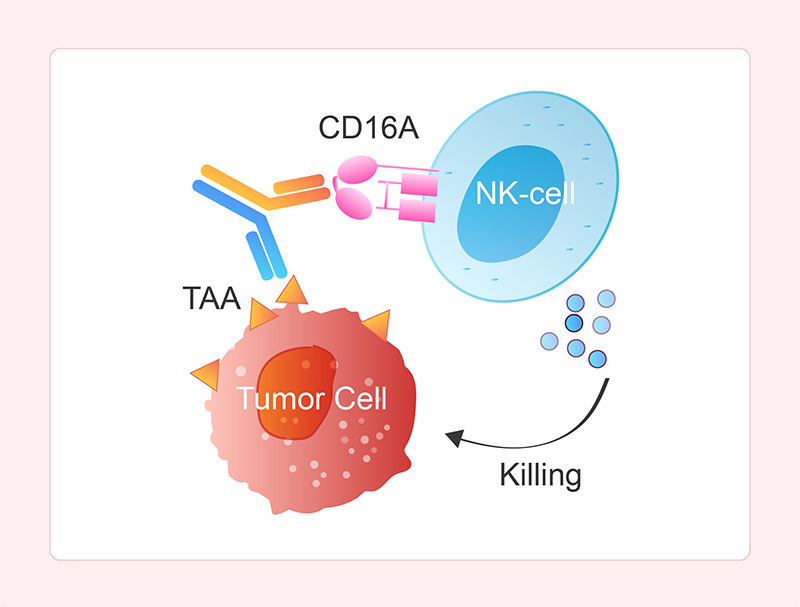  Mechanism of Action of NK Cell Engagers (NKCEs)