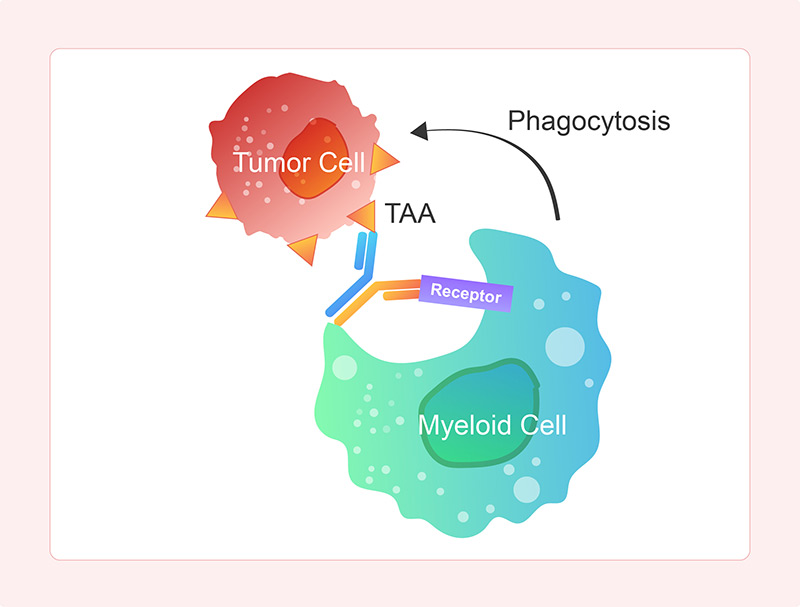 Mechanism of Action of Myeloid Cell Engagers (MCEs)