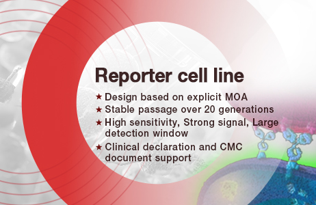 Reporter Cell Line