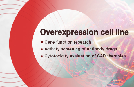 Overexpression Cell Line