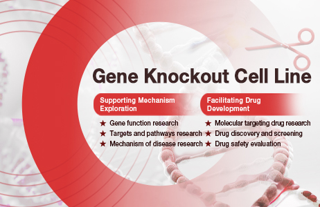 Gene Knockout Cell Line