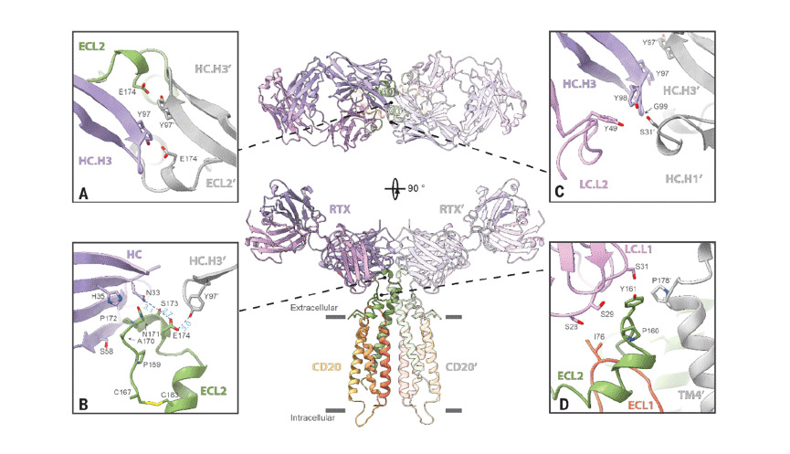 Interaction Between CD20 and the Critical Molecular Determinants of Rituximab (RTX)