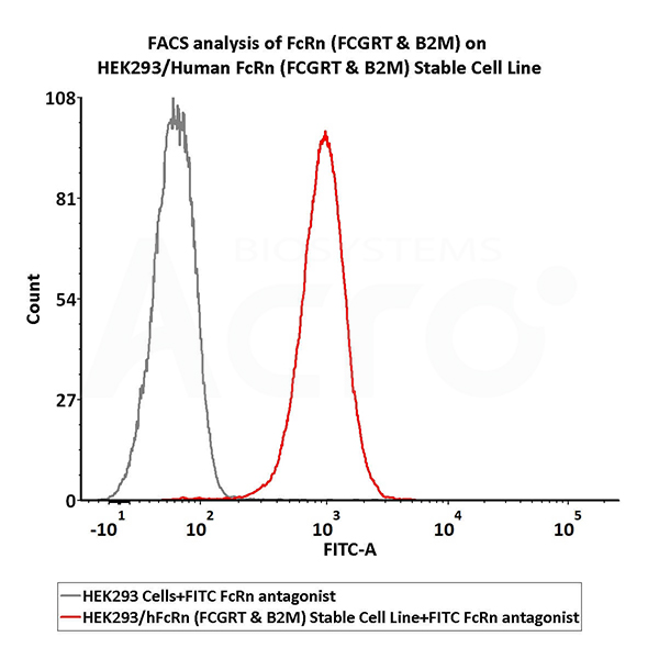 Validated activity of FcRn stable cell line by FACS