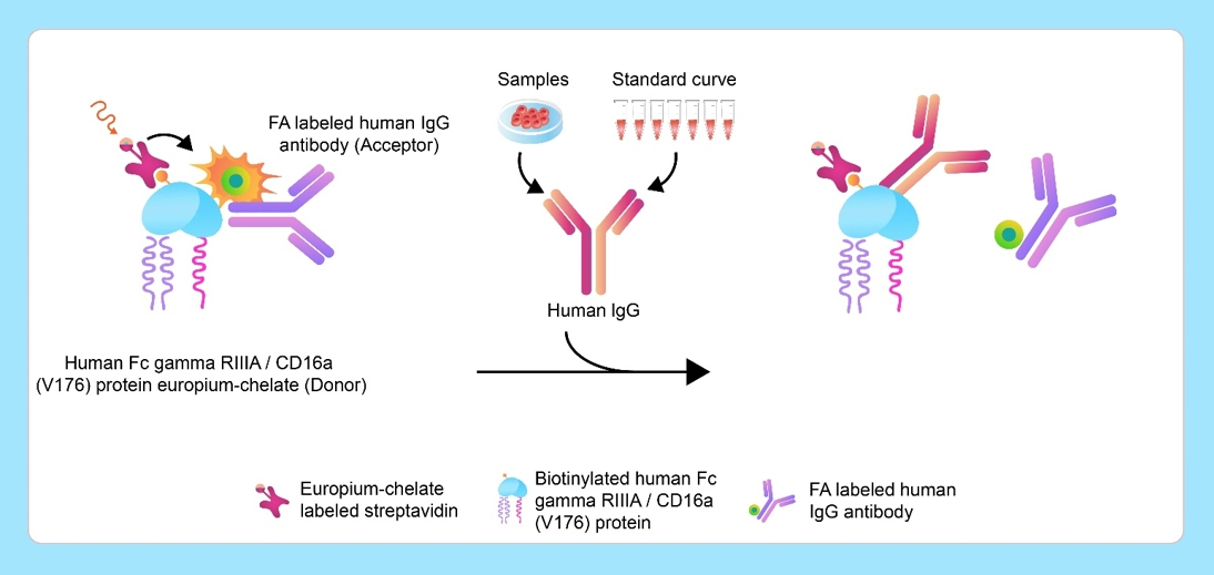 Human FcRn binding Kit (TR-FRET)