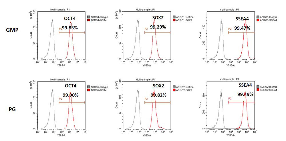 GMP-grade Laminin 511 Supports iPSC Expansion with Suspension Method