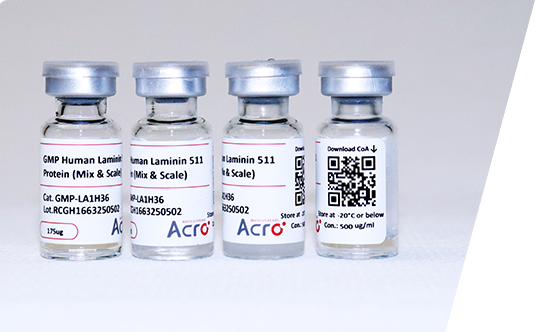 GMP-grade Laminin 511 Supports iPSC Expansion with Suspension Method