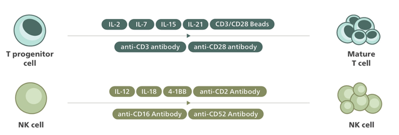 Cytokines & Growth Factors