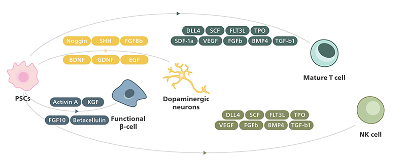 Cytokines & Growth Factors