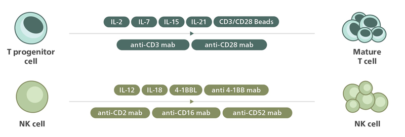 Cytokines & Growth Factors