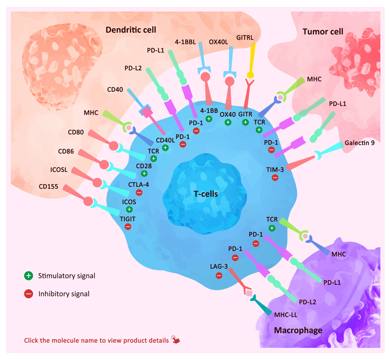 Immune Checkpoint Bispecific Antibody Targets