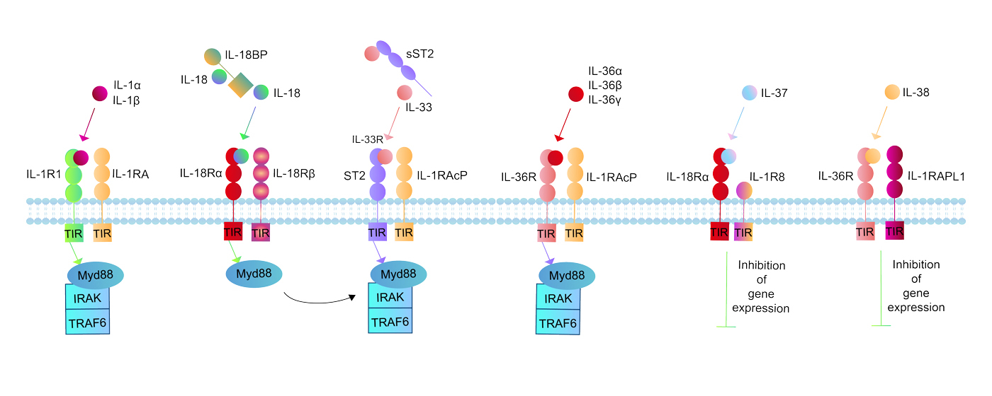 IL-1 family signaling pathways