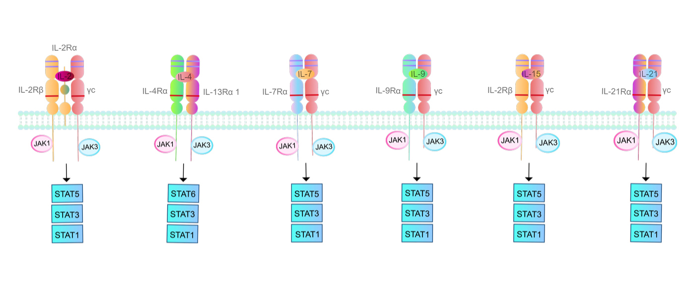 IL-2 family signaling pathways