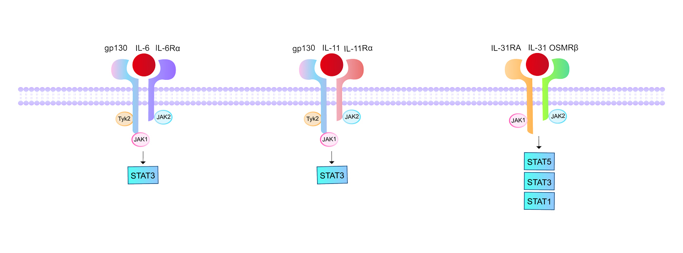 IL-6 family signaling pathways