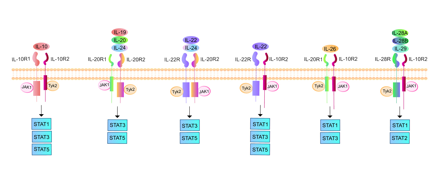 IL-10 family signaling pathways