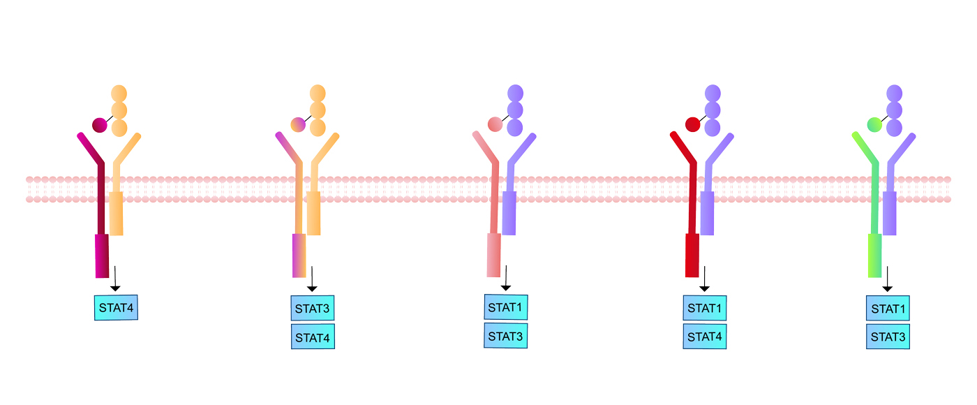 IL-12 Family Signaling Pathways
