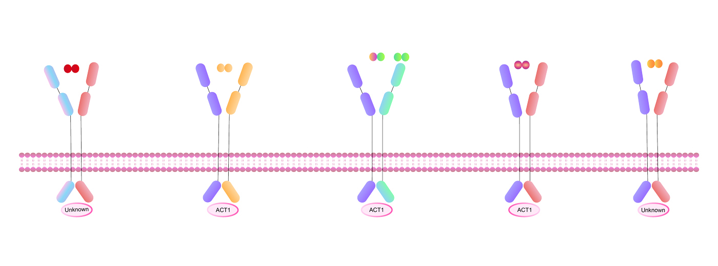 IL-17 Family Signaling Pathways
