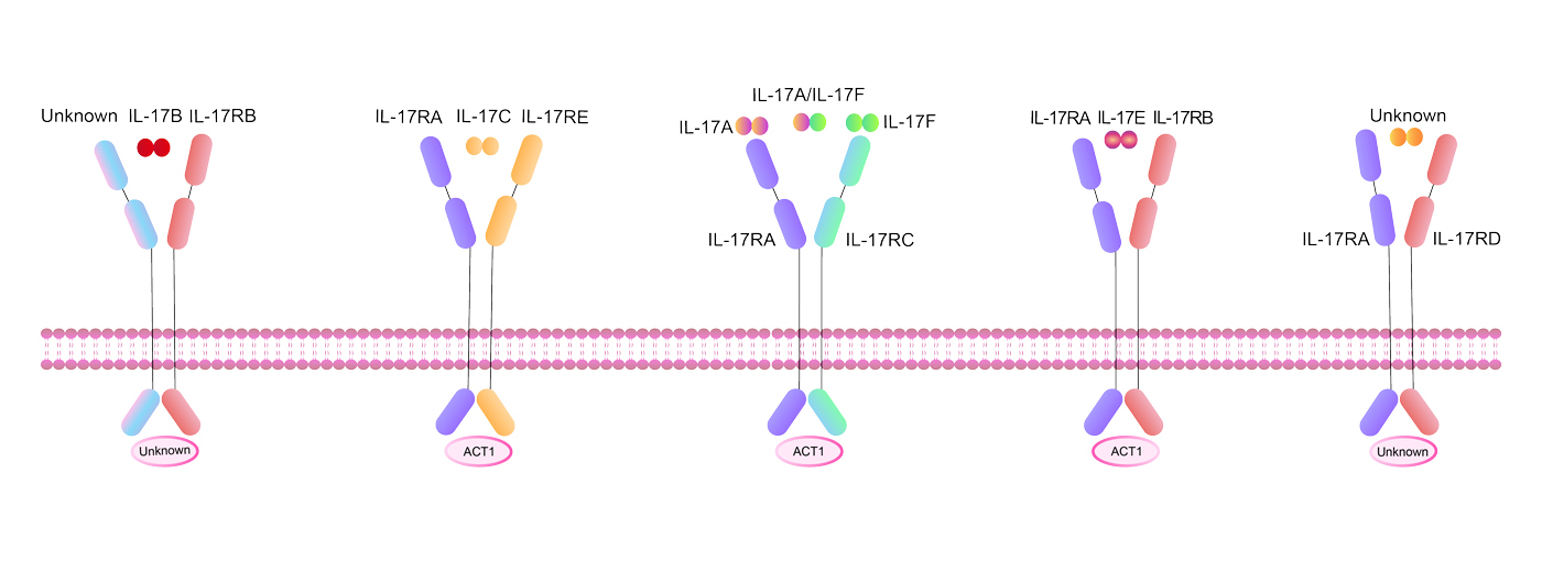 IL-17 family signaling pathways