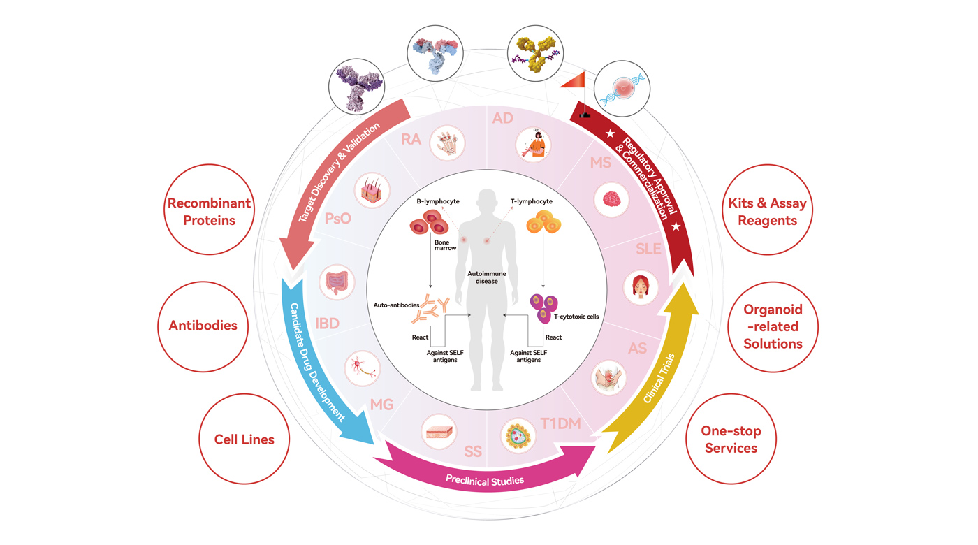 Solutions for autoimmune disease drug development