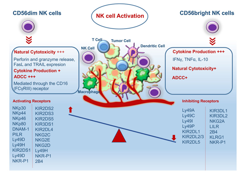 n kページ NK Cell Immune Checkpoint Targets for Immunotherapy Research