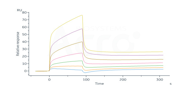 KIR2DL2 and HLA-C*07:02:01&B2M&RYR Binding Activity Verified by SPR