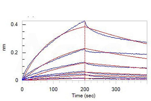 LILRA1 and ANGPTL7 Binding Activity Verified by BLI