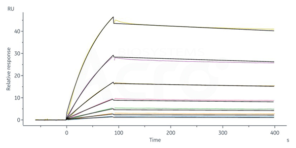 STEAP1 Protein: Affinity Verified by SPR