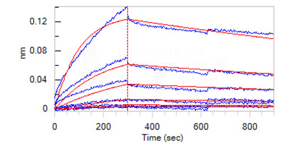 STEAP1 Protein: Affinity Verified by BLI