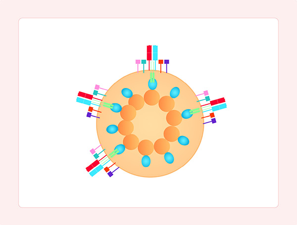 TCR-CD3 (VLP) 