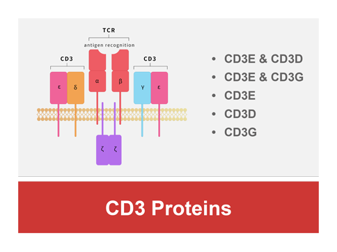 CD3 Proteins