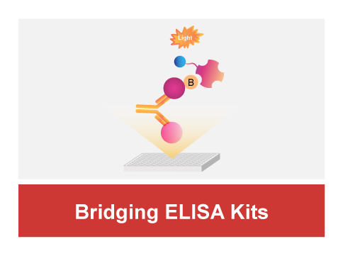Bridging ELISA Kits