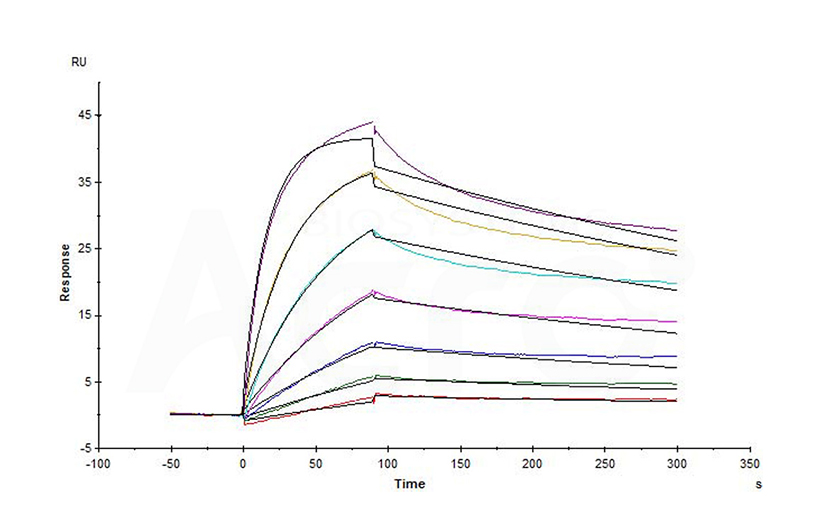 CD20 Detergent SPR